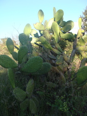 Opuntia chavena