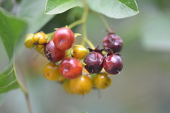 Ehretia anacua