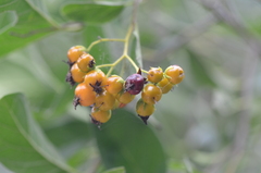 Ehretia anacua