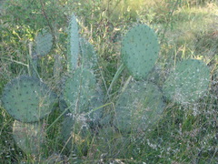 Opuntia joconostle