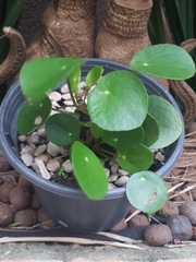 Pilea peperomioides
