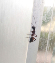 Camponotus cruentatus