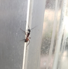 Camponotus cruentatus