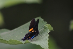 Ancyluris inca