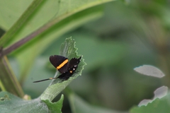 Ancyluris inca