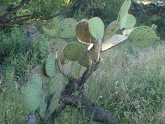 Opuntia joconostle