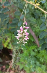 Indigofera jucunda