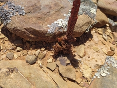 Crassula pyramidalis