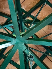 Craspedocephalus gramineus