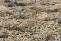 Pterocles coronatus