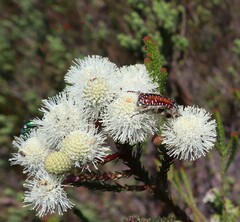 Trichostetha capensis