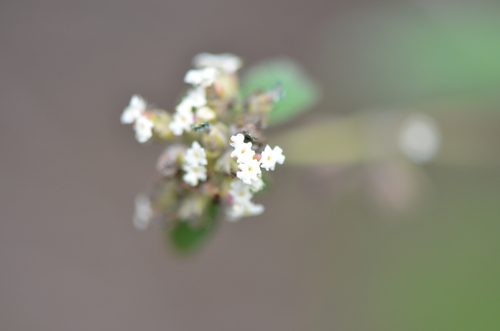 Lippia origanoides