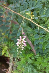 Indigofera jucunda