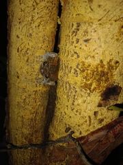 Uperodon taprobanicus