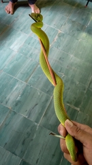 Craspedocephalus gramineus