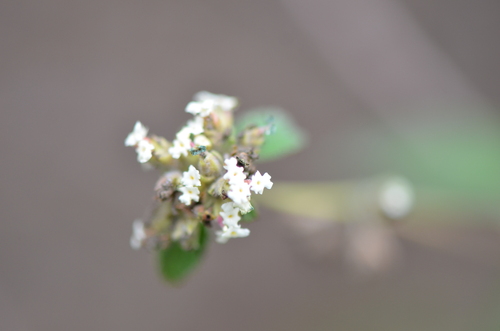 Lippia origanoides