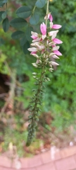 Indigofera jucunda