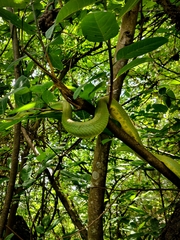 Craspedocephalus gramineus