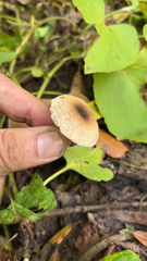 Lepiota cristata