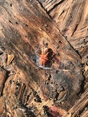 Dysdera