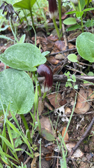 Arisarum simorrhinum