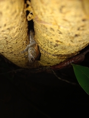 Uperodon taprobanicus