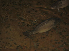 Cyprinus carpio
