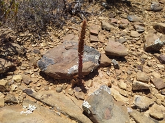 Crassula pyramidalis