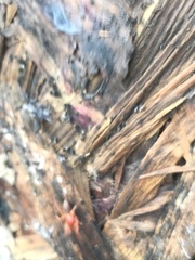 Dysdera
