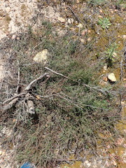 Muraltia muraltioides