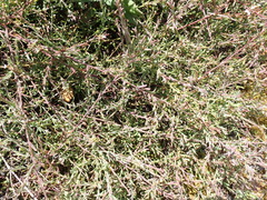 Muraltia muraltioides