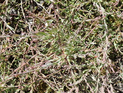 Muraltia muraltioides