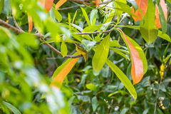 Phylloscopus ricketti