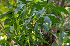 Phylloscopus ricketti