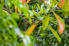 Culicicapa ceylonensis