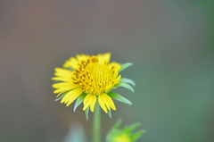 Verbesina encelioides