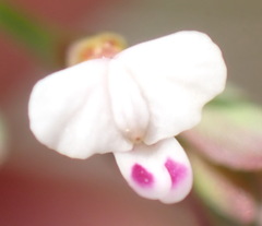 Muraltia muraltioides