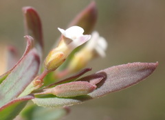 Muraltia muraltioides