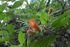 Moussonia jaliscana