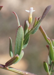 Muraltia muraltioides