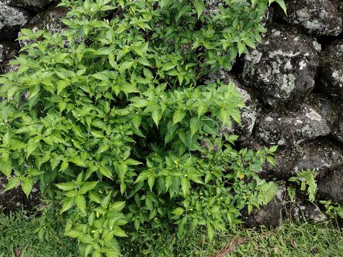 Capsicum annuum observed 2022-10-23