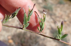 Muraltia muraltioides