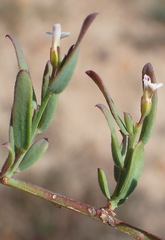 Muraltia muraltioides