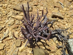 Crassula muscosa