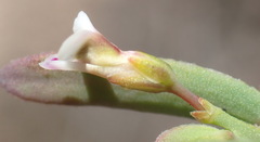 Muraltia muraltioides