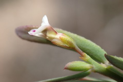 Muraltia muraltioides