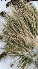 Poa flabellata