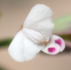 Muraltia muraltioides