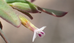 Muraltia muraltioides