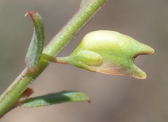 Muraltia muraltioides